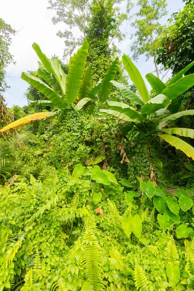 Tropical Rainforest Landscape near Chiang Rai, North of Thailand — Stock Photo, Image