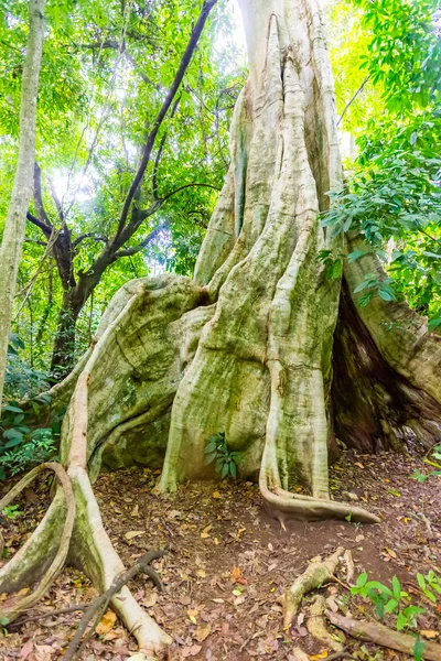 Sentiero naturalistico con cascata Phu Sang, stagno caldo e bella foresta pluviale con alberi giganti vicino a Chiang Rai, nord della Thailandia — Foto Stock
