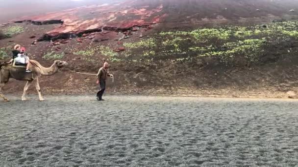 Lanzarote, spanien - dez 16, 2018: touristen reiten kamele in vulkanlandschaft im timanfaya nationalpark, lanzarote, kanarische inseln, spanien, 4k footage video — Stockvideo