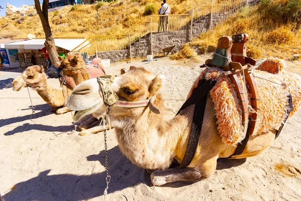 Goreme, Cappadocië, Turkije, september 12 2018: kamelen wachten op tournee in Goreme Valley, Cappadocië — Stockfoto