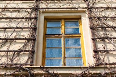 Eski evin penceresi yakınında eski kuru bağ