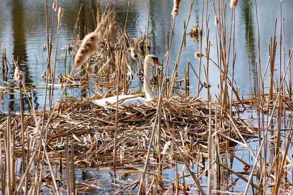 Cisne branco selvagem em ninho no lago cisne — Fotografia de Stock