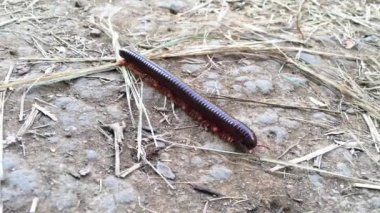 Millipede veya Diplopoda, 4k görüntüleri video