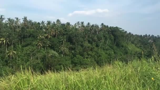 Campuhan Ridge Walk, Scenic Green Valley en Ubud Bali, 4k metraje video — Vídeo de stock