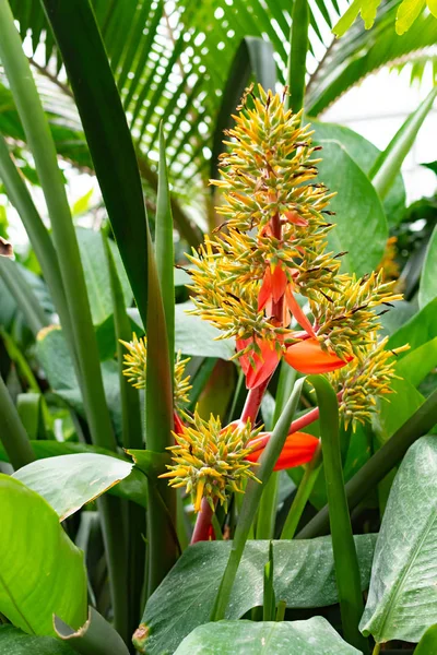 Novy Dvur, Oprava, Czech Republic, 26 April 2019 - Greenhouse at Arboretum of Novy Dvur Botanical Garden with tropical plants — Stock Photo, Image