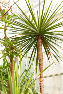 Novy Dvur, Oprava, Czech Republic, 26 April 2019 - Greenhouse at Arboretum of Novy Dvur Botanical Garden with tropical plants