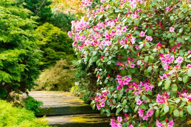 Opava, Novy Dvur, Czech Republic - 24 April 2019 - Botanical garden in spring, blooming flowers, nice walkway and huge trees