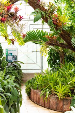 Novy Dvur, Oprava, Czech Republic, 26 April 2019 - Greenhouse at Arboretum of Novy Dvur Botanical Garden with tropical plants