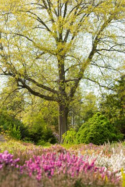 Opava, Novy Dvur, Czech Republic - 24 April 2019 - Botanical garden in spring, blooming flowers, nice walkway and huge trees