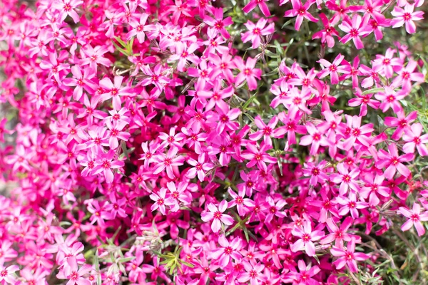 Opava, Novy Dvur, República Checa - 24 de abril de 2019 - Jardim botânico na primavera, flores floridas, passarela agradável e árvores enormes — Fotografia de Stock