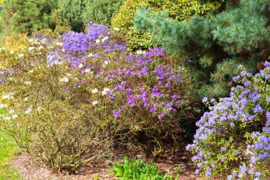 Opava, Novy Dvur, Czech Republic - 24 April 2019 - Botanical garden in spring, blooming flowers, nice walkway and huge trees