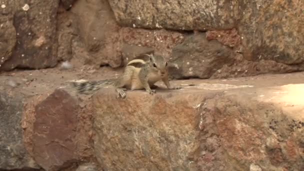 Ardilla de palma india o ardilla de palma de tres rayas, Funambulus Palmarum, Nueva Delhi, India, video de imágenes 4k — Vídeos de Stock