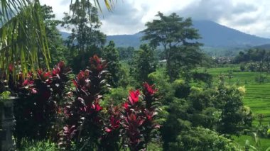 Arka planda renkli ağaçlar ve dağlar ile Güzel Jatiluwih Pirinç Terası, Bali, Endonezya 4k görüntüleri video