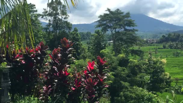 아름다운 Jatiluwih 라이스 테라스 배경에 화려한 나무와 산, 발리, 인도네시아 4K 영상 비디오 — 비디오
