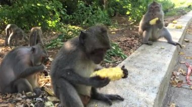 Bali Uluwatu Tapınağı kompleksinde Makak Monkey Yeme, Endonezya, 4k görüntüleri video