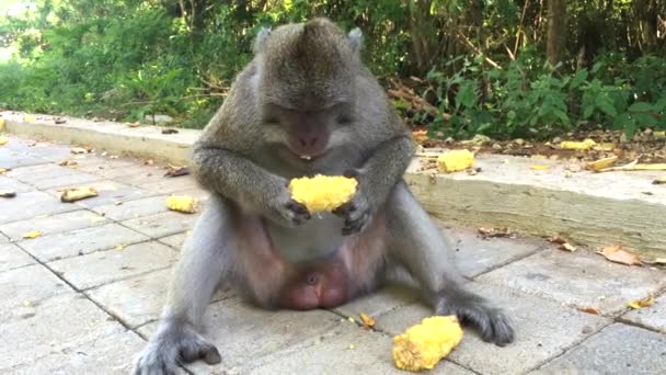 Comer mono macaco en el complejo de templos de Uluwatu en Bali, Indonesia, video de imágenes 4k — Vídeos de Stock