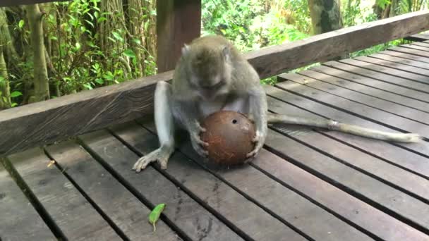 Large monkey macaque drinks coconut juice from a green large coconut, 4k footage video — Stock Video