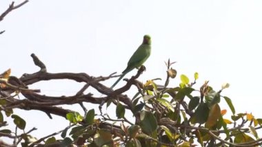 Yabani yeşil papağan Gül Halkalı Muhabbet Kuşu, Psittacula Krameri Varanasi, Hindistan, 4k görüntüleri video