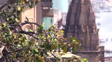 Yabani yeşil papağan Gül Halkalı Muhabbet Kuşu, Psittacula Krameri Varanasi, Hindistan, 4k görüntüleri video