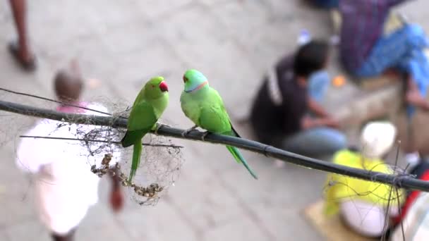 WIld loro verde Rose-Ringed Parakeet, Psittacula Krameri en Varanasi, India, 4K metraje de vídeo — Vídeos de Stock