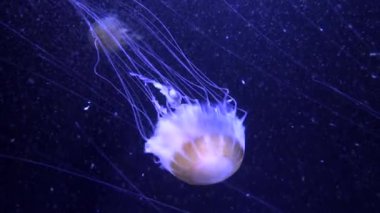 Paris Aquarium, Fransa 'da güzel pembe denizanası, 4k video videosu