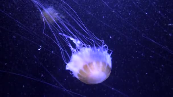 Beautiful pink Jellyfish in Paris Aquarium, France, 4k footage video — Stock Video