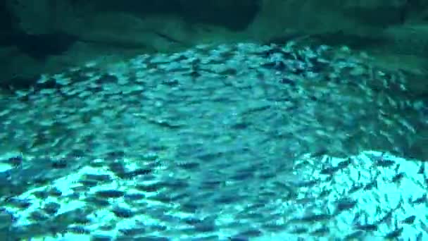 Pařížské akvárium s obrovskou školou ryb, Francie, 4k videozáznam — Stock video