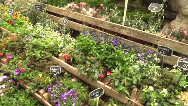 Kräuterpflanzen auf dem Gartenmarkt, Kräuterladen, 4k Videomaterial verkauft — Stockvideo