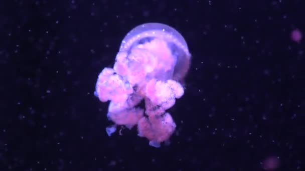 Překrásné růžové medúzy v pařížském akváriu, 4k videozáznam