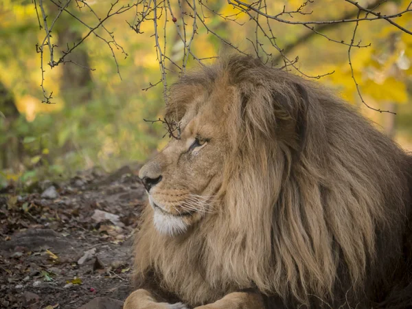 Sarı renkler görünümünde portre rahatlatıcı aslan erkek
