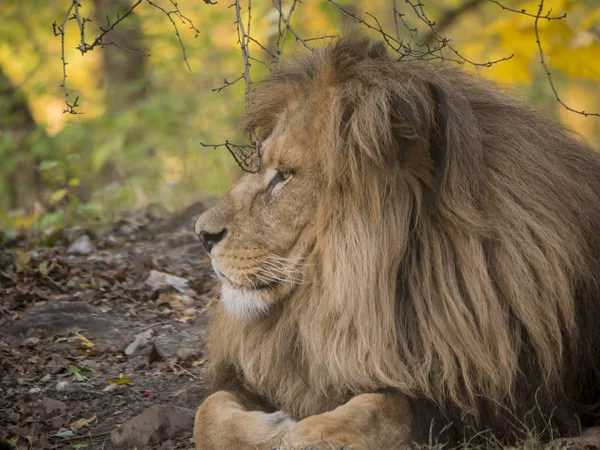 Sarı renkler görünümünde portre rahatlatıcı aslan erkek