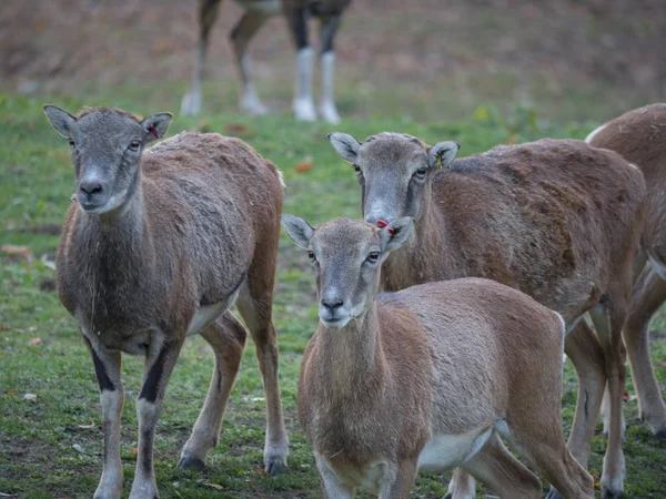 Afrika keçi çiftliği bakan komik görünüm