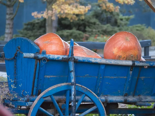 Tahta tekerlek ile mavi eski Vagon araçla kabaklar