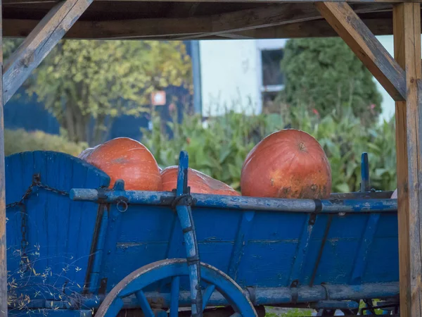 Tahta tekerlek ile mavi eski Vagon araçla kabaklar
