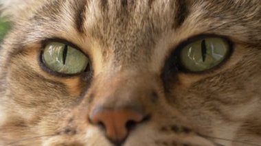 Uykulu kedi portre yakın çekim