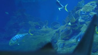 Balık Sharks Batoidea sualtı hayatı