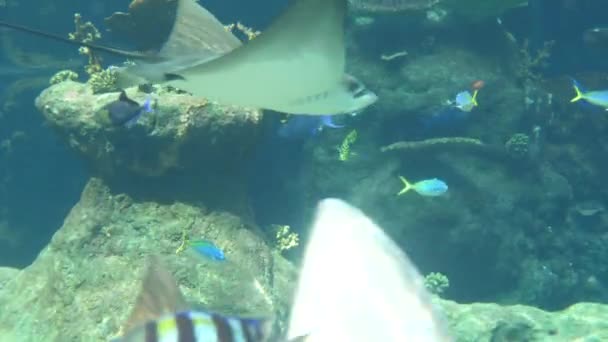 魚のサメの水中生活 Batoidea — ストック動画