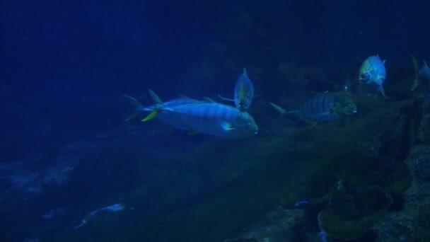 鱼类动物的水下生活 — 图库视频影像