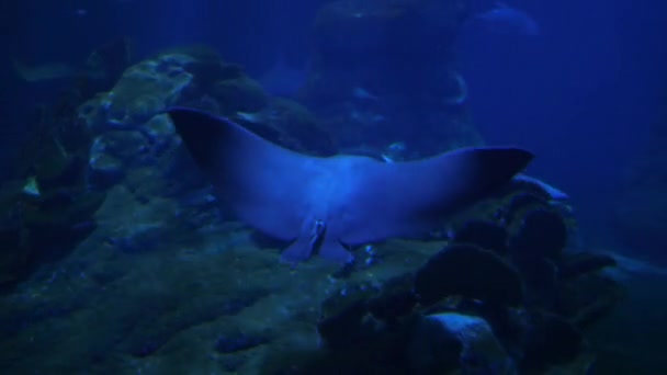 Vida subaquática dos tubarões-peixes Batoidea — Vídeo de Stock