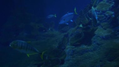 Balık Sharks Batoidea sualtı hayatı