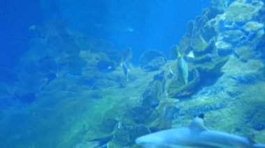 Balık Sharks Batoidea sualtı hayatı