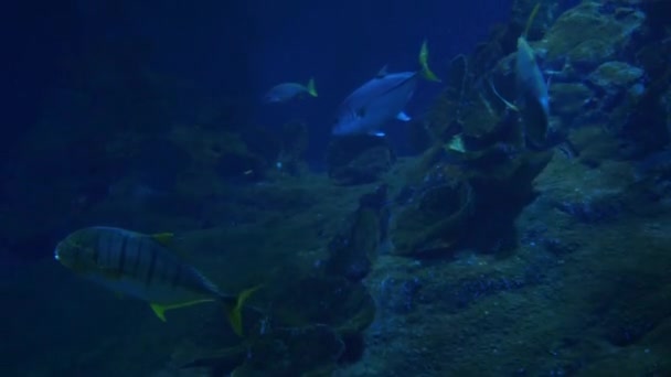 Balık Sharks Batoidea sualtı hayatı — Stok video