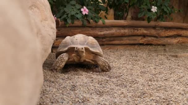Любопытная черепаха ходит и шпионит — стоковое видео