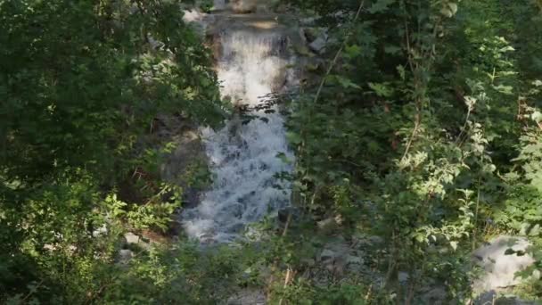 Waterval in Forest River zomertijd groene bomen 60fps — Stockvideo