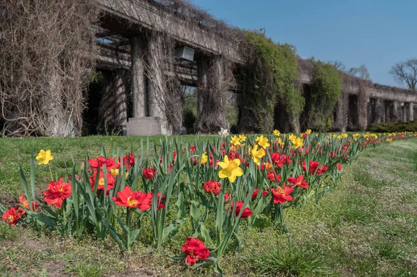 Yeşil çim üzerinde erken bahar taze lale