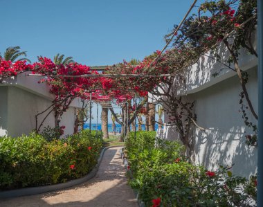 Yunan Adası'nda güzel renkli çiçek çiçekleri