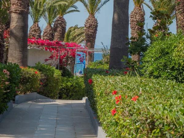 Yunan Adası'nda güzel renkli çiçek çiçekleri