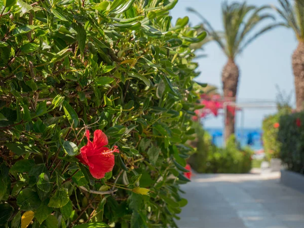 Yunan Adası'nda güzel Hibiscus renkli çiçekler