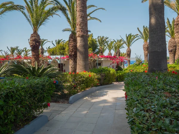 Yunan Adası'nda güzel renkli çiçek çiçekleri