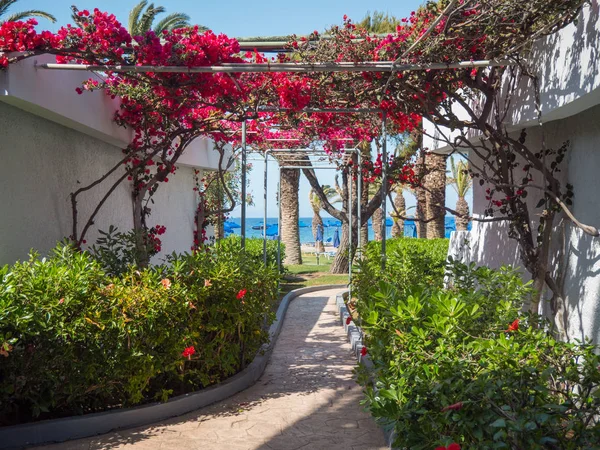 Yunan Adası'nda güzel renkli çiçek çiçekleri